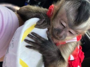 Trained babies Capuchin monkey for rehoming.