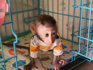 Lovely female baby capuchin monkey for adoption.