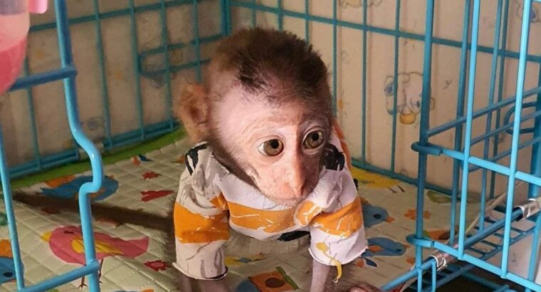 Amazing social babies Capuchin monkeys for sale.