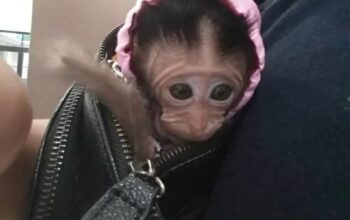 Beautiful female baby capuchin monkey for adoption