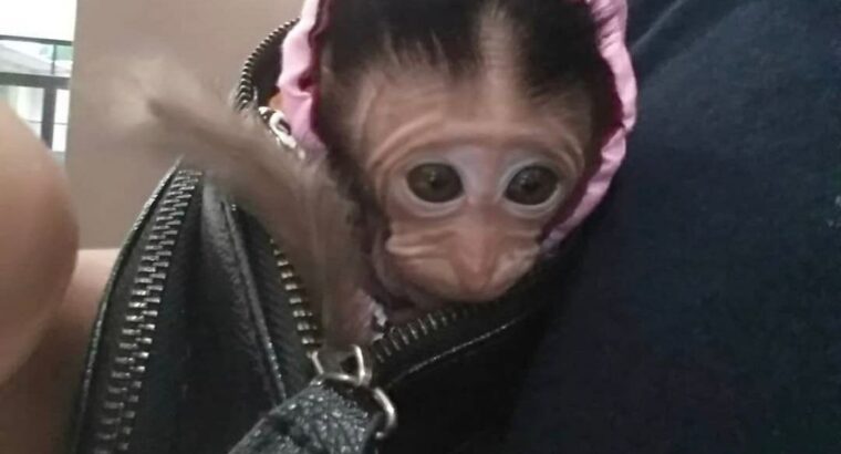 Beautiful female baby capuchin monkey for adoption