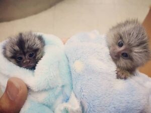 Cute little Capuchin/marmosets babies for rehoming