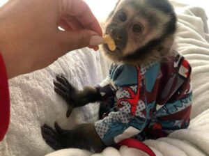 Charming babies Capuchin monkey for sale.