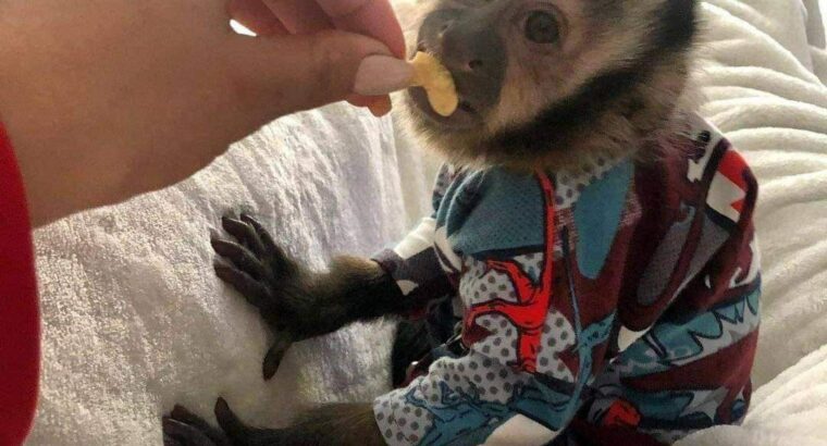 Diaper trained baby capuchin monkey for rehoming