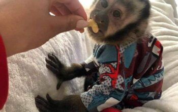 Lovely female baby capuchin monkey for adoption.