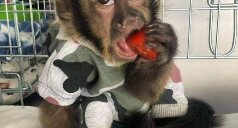 Diaper trained baby capuchin monkey for rehoming