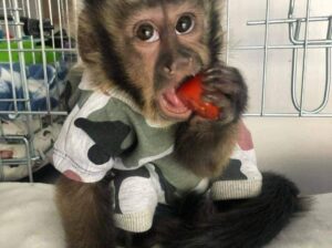 Home trained female baby capuchin monkey for rehom