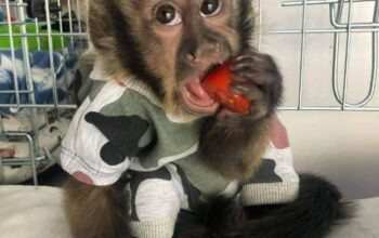 little female baby capuchin monkey for sale.