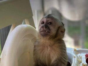 Charming babies Capuchin monkey for rehoming.