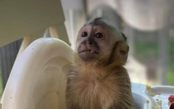 Diaper trained baby capuchin monkey for sale.