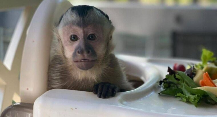 Diaper trained baby capuchin monkey for sale.
