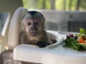 Beautiful baby capuchin monkey for rehoming.