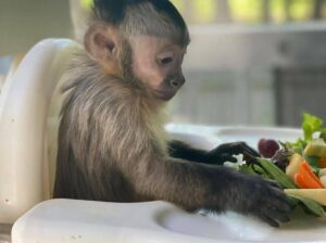 Diaper trained babies Capuchin monkeys for sale