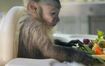 Diaper trained babies Capuchin monkeys for sale