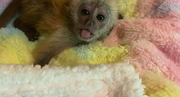 And and female baby capuchin monkey for sale.