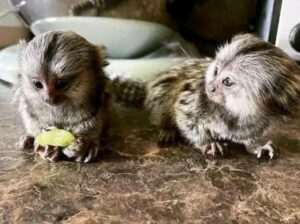Charming & marmoset babies monkeys for sale!