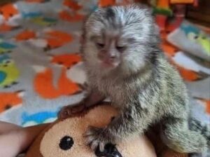 Playful adorable baby marmoset finger monkey for s