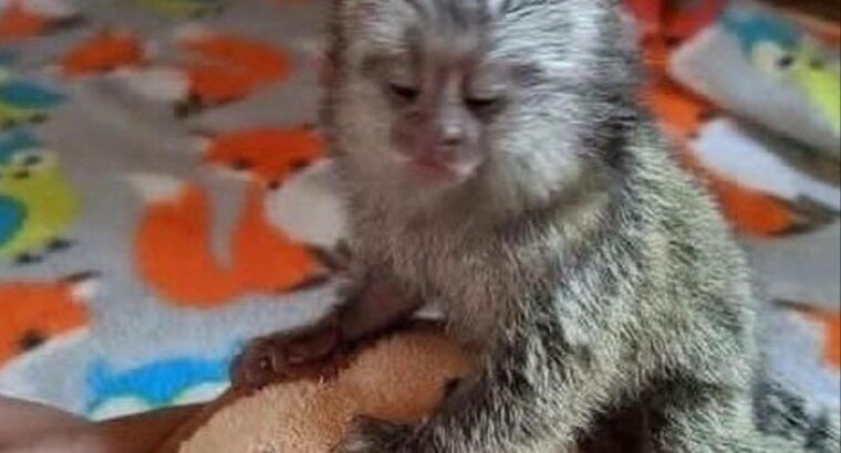 Playful adorable baby marmoset finger monkey for s