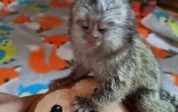 Little babies Capuchin/marmoset Monkeys for sale .