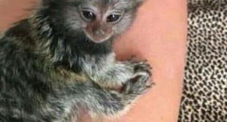 Adorable babies marmosets finger monkey for sale