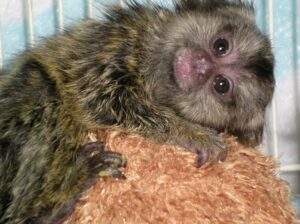 Charming babies marmoset monkeys for sale.