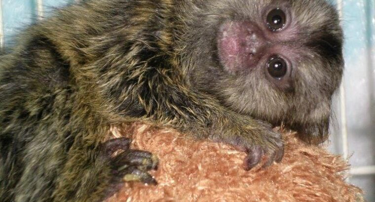 Capuchin/marmoset finger monkeys for adoption.