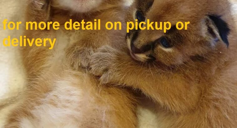 Lovely caracal kittens , serval kittens for sale
