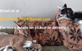 Tica regsiter top africa serval kittens for sale