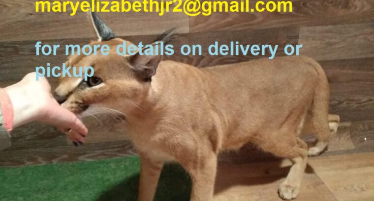 Healthy train africa serval kitten for sale today