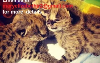 Top caracal kittens / serval kittens for sale
