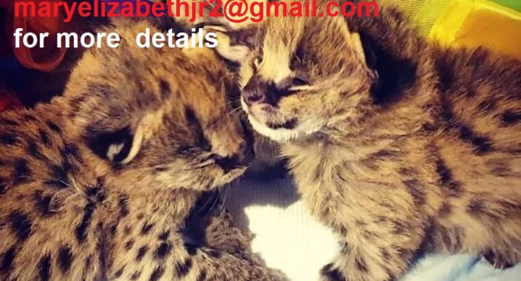 Top caracal kittens / serval kittens for sale