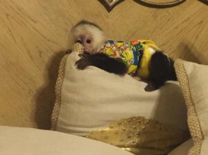 Get a beautiful Baby Capuchin Or Marmoset Monkey