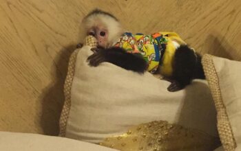 Get a beautiful Baby Capuchin Or Marmoset Monkey